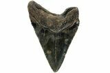 Serrated, Fossil Megalodon Tooth - North Carolina #219444-1